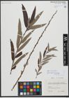 Foto von Salix viminalis L.